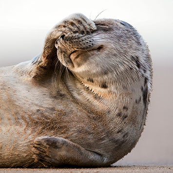 Grey Seal Greetings Card by The Wildlife Trust