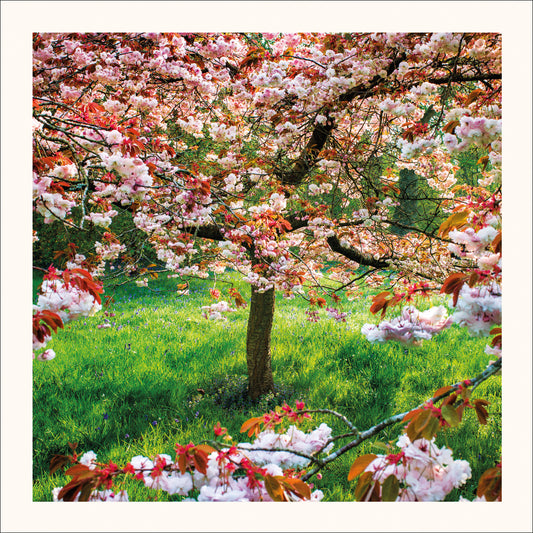 Cherry Blossom Greetings Card by Scott Morrish