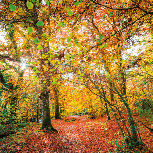 Sunlit Woodland Walk Wildlife Trust Greetings Card