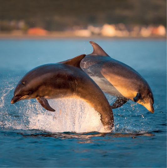Bottlenose Dolphins Greetings Card by The Wildlife Trust
