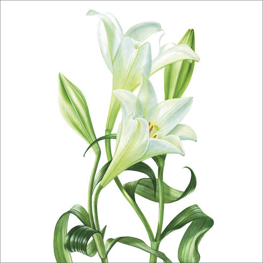Billy Showell Longiflorum Lilies Greetings Card