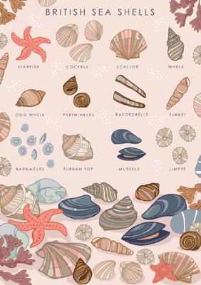 British Sea Shells Greetings Card