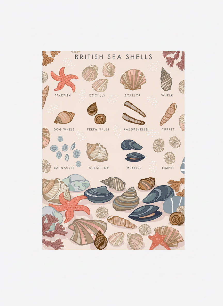 British Sea Shells Greetings Card