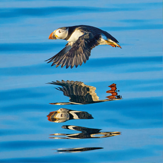 Puffin in Flight Greetings Card by The Wildlife Trust