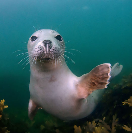 Grey Seal Greetings Card by The Wildlife Trust