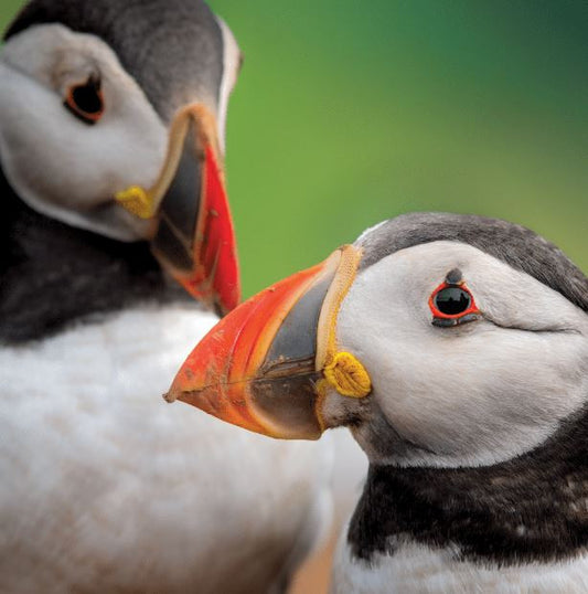 Puffins Greetings Card by The Wildlife Trust