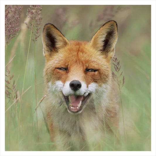 Fox, Wildlife Greetings Card