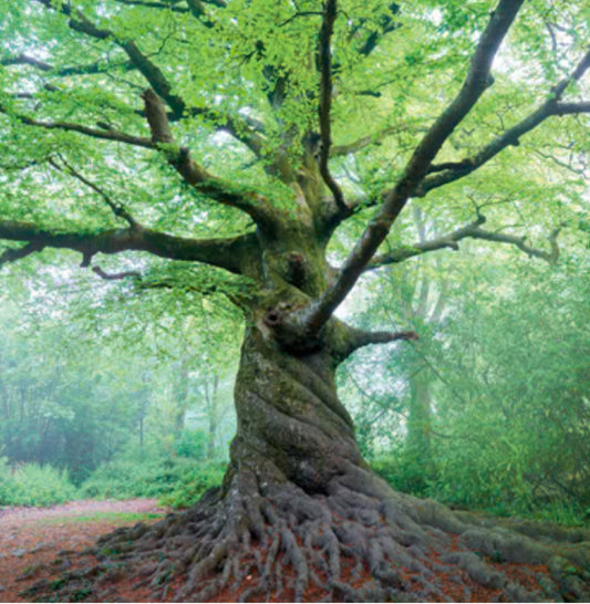 Tehidy Woods Tree Greetings Card