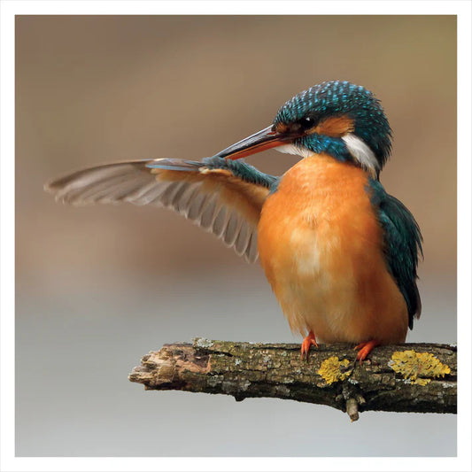 Kingfisher, Wildlife Greetings Card