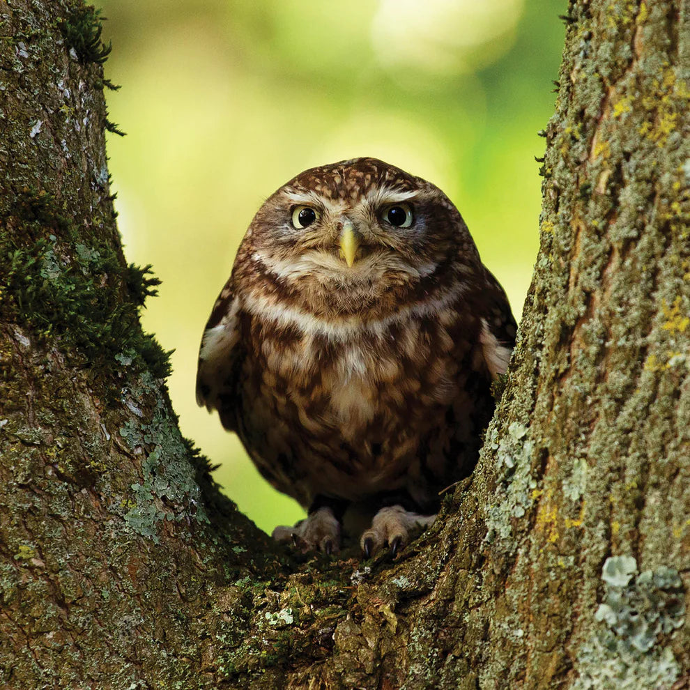 Little Owl Greetings Card