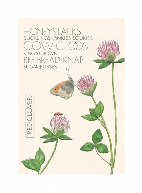 Red Clover, The Naming of Flower Greetings Card