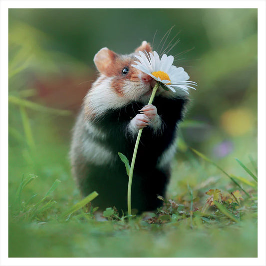Wild Hamster & Daisy, Wildlife Greetings Card