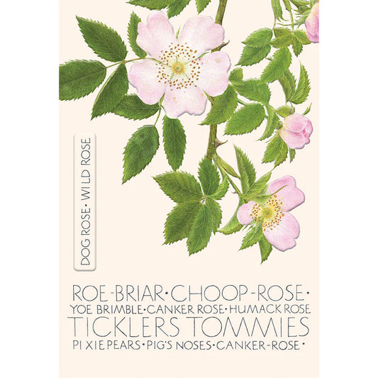 The Naming of Flower Wild Rose Greetings Card