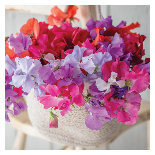 The Garden Studio Sweet Peas Greetings Card