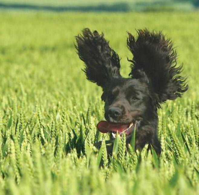 Cocker Spaniel Greetings Card