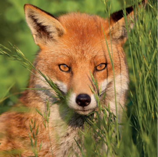 Foxy Eyes Greetings Card
