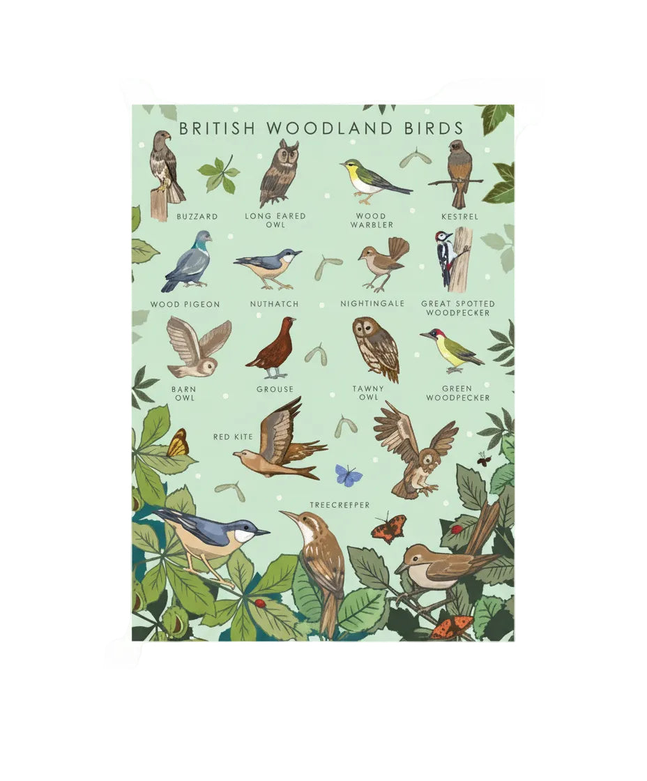 British Woodland Birds Greetings Card