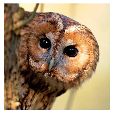Tawny Owl Greeting Card