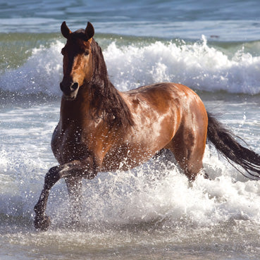 Andalusian Horse in the Sea Greeting Card