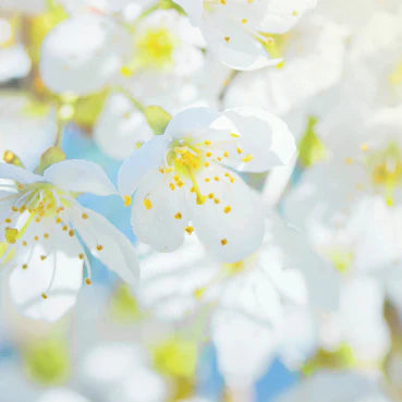 Blossom Greetings Card