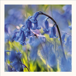 Bluebell Stem Greetings Card by Scott Morrish