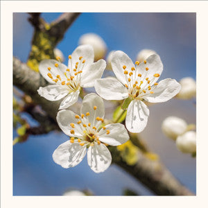 Cherry Plum Blossom Greetings Card by Scott Morrish