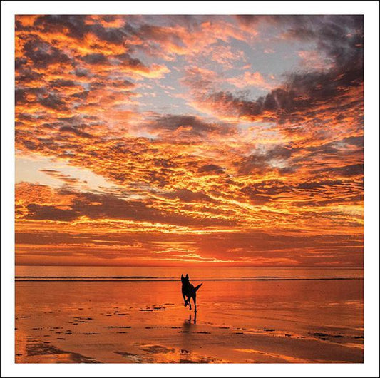 Final Frolic Greetings Card