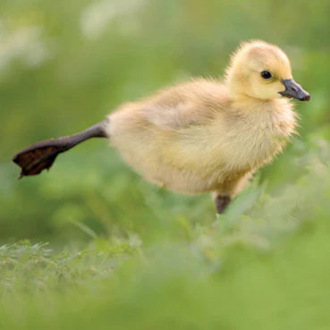 Canada Gosling Greetings Card