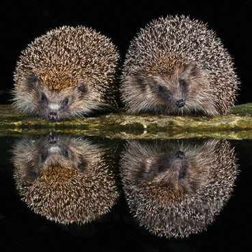 Hedgehogs Blank Greeting Card