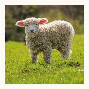 Devon and Cornwall Longwool Greetings Card