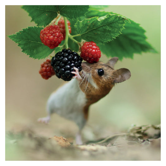 Woodmouse and Berries Greetings Card