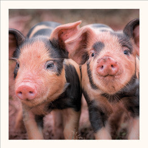 Piglets, Oxford Sandy and Black Greetings Card