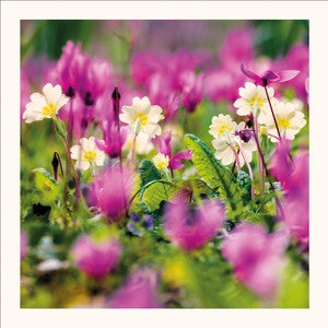 Primroses & Cyclamen Greetings Card by Scott Morrish