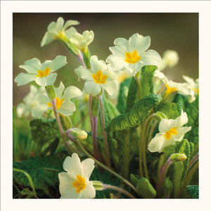 Primroses Greetings Card by Scott Morrish