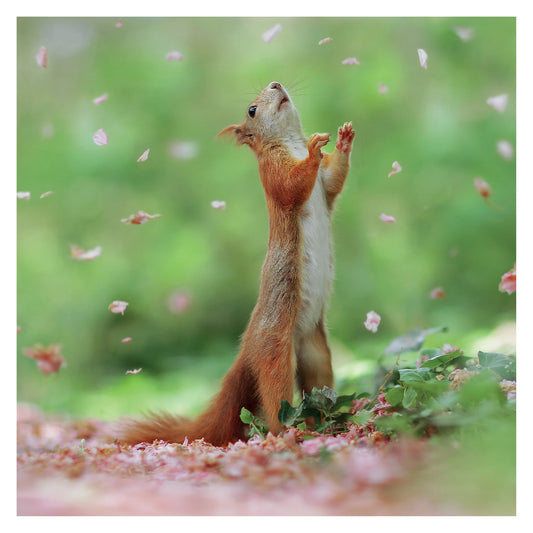 Red Squirrel Greetings Card