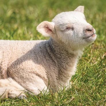 Sleeping Lamb Greetings Card