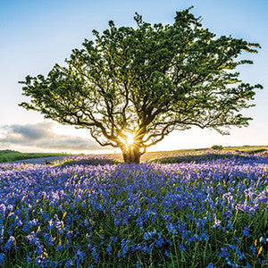 Sunburst and Bluebells Greetings Card by Scott Morrish