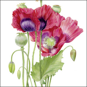 Poppies Greetings Card by Billy Showell