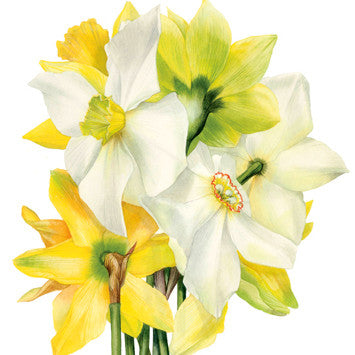 Narcissi Greetings Card by Billy Showell