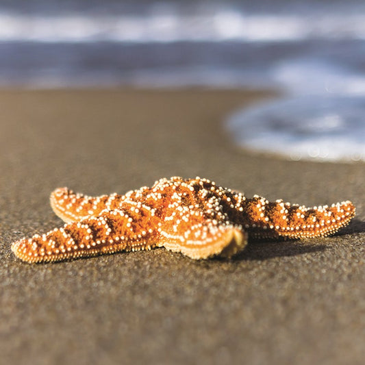 'What on Earth?' Starfish Greetings Card