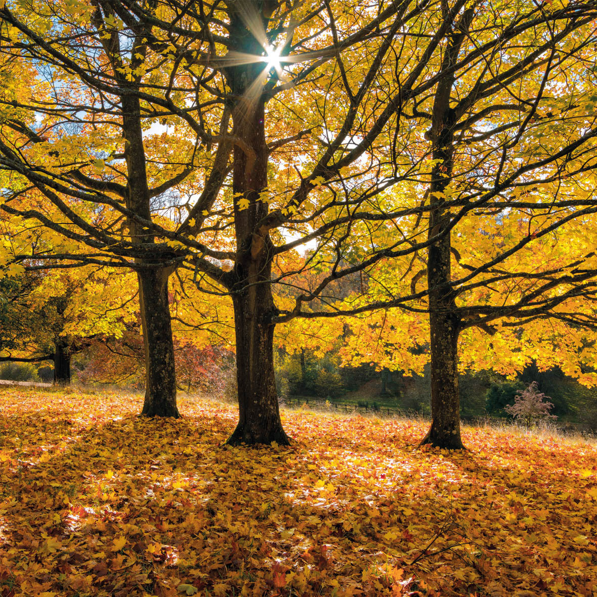 Autumn’s Glow Wildlife Trust Greetings Card