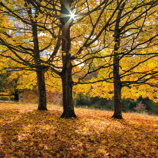 Autumn’s Glow Wildlife Trust Greetings Card