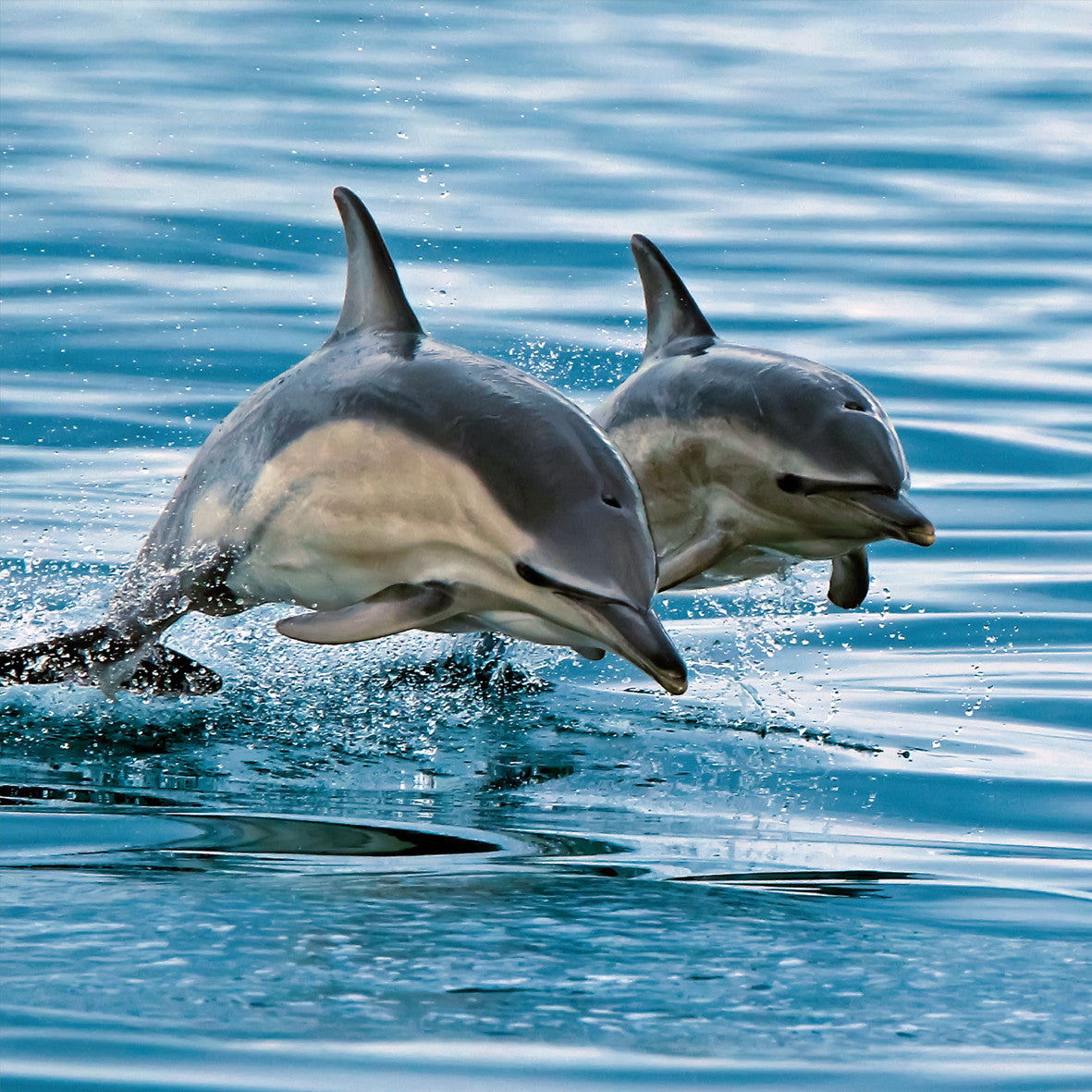 Dollphins Greetings Card