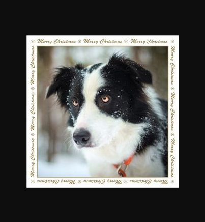 Lava the Border Collie Christmas Card