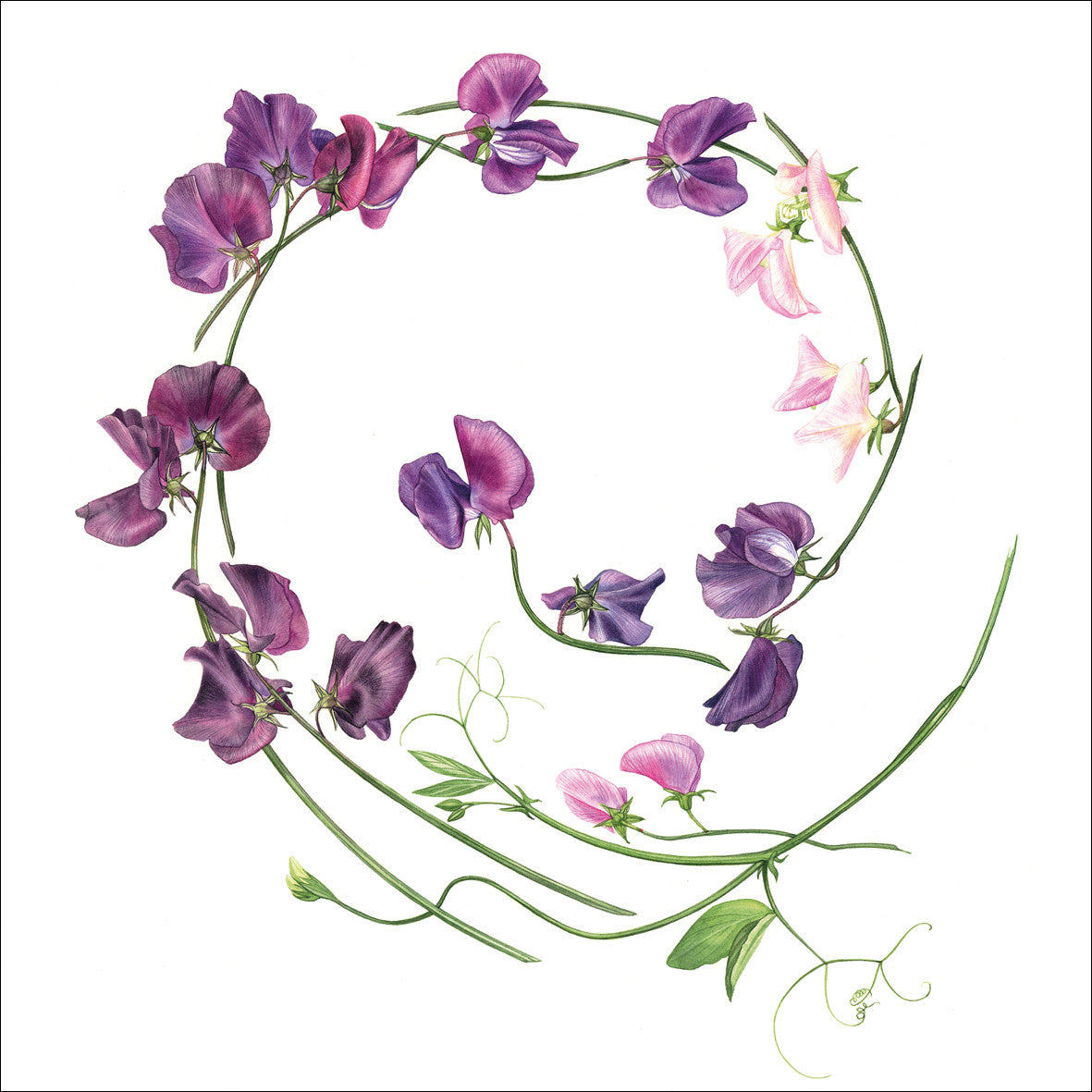 Billy Showell Sweet Pea Swirl Greetings Card