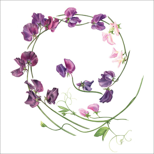 Sweet Pea Swirl Greetings Card by Billy Showell