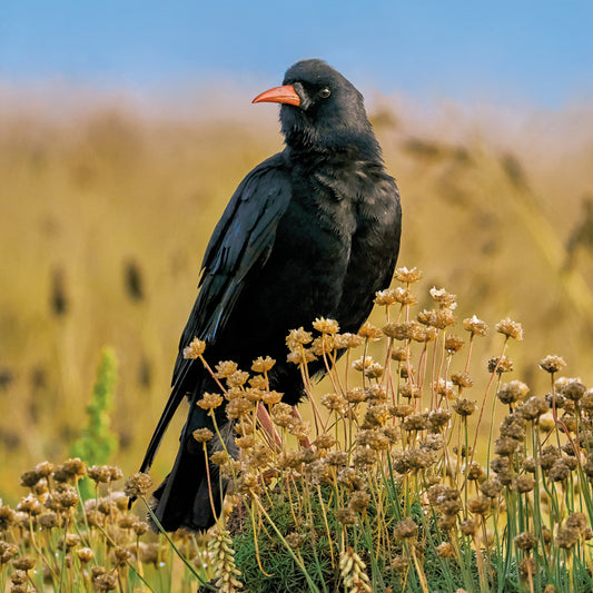 Chough Greetings Card by The Wildlife Trust