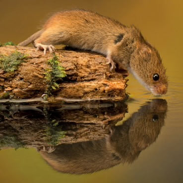 Harvest Mouse Greeting Card