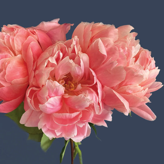 Peonies & Roses Greeting Card