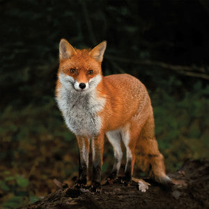 Fox Greetings Card